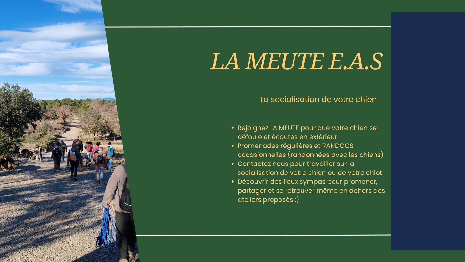 SOCIALISATION DESENSIBILISATION SOCIABILISATION CHIENS CHIOTS CHIEN ADULTES PROMENADES COLLECTIVES RANDOGS ETHIQUE ANIMALE SERVICES