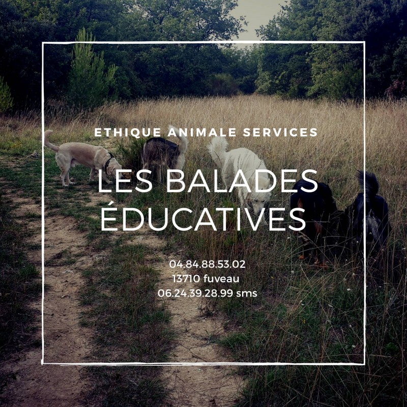 promenade balades éducatives pour chiens vers fuveau éducation canine socialisation du chien rendre son chien sociable