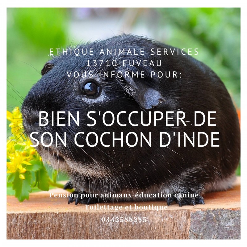 Conseils pour bien s'occuper de son cochon d'inde?