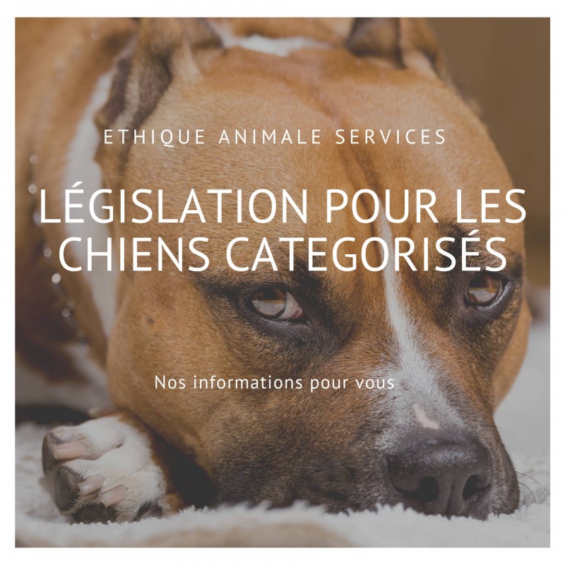 loi pour les chiens de catégorie staff rottweiler chiens dangereux éducation droits obligations et interdictions ethique animale