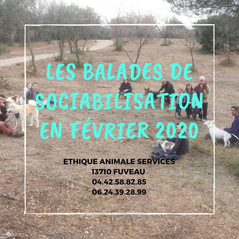 Les balades Canines collectives à fuveau en février 2020 pour votre chien chiot ou adulte