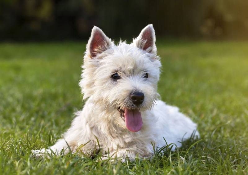 pension pour chiens vers marseille pension pour chat