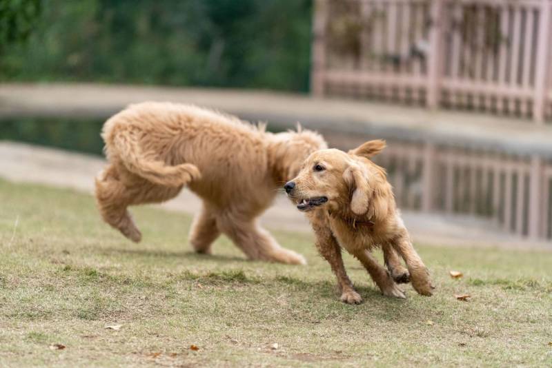 JEUX ET SOCIALISATION DE MON CHIOT