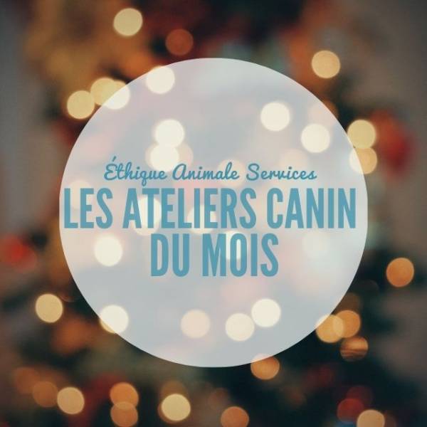 ethique animale services chenil rossi fuveau ecole du chiot education du chiot conseils chiot chien socialiser son chien