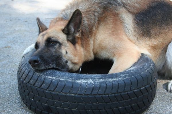 Belle education canine Fuveau Aix