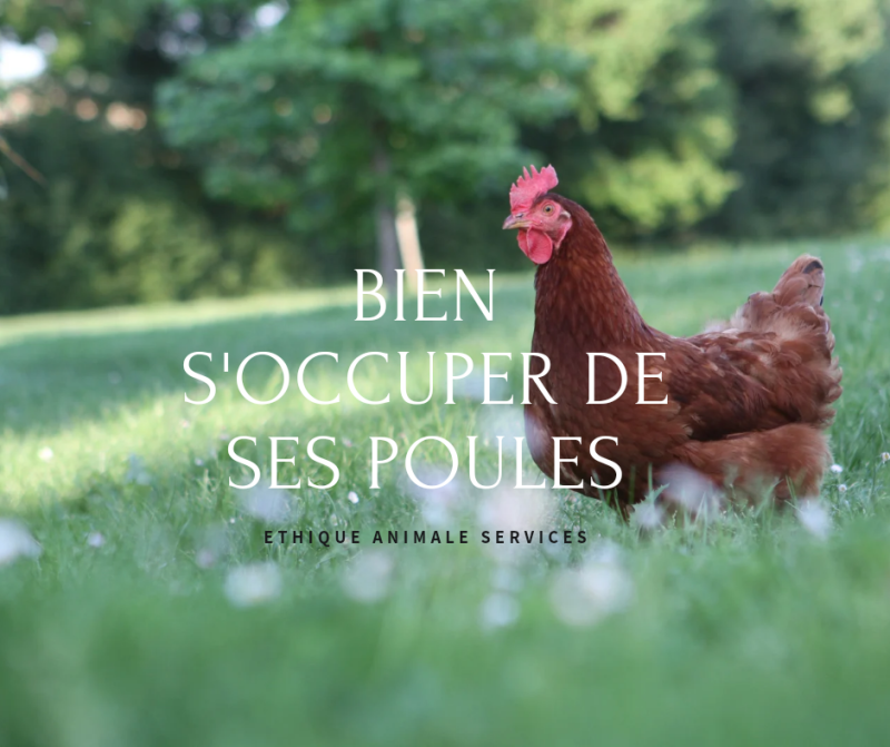 comment bien m'occuper de mes poules
