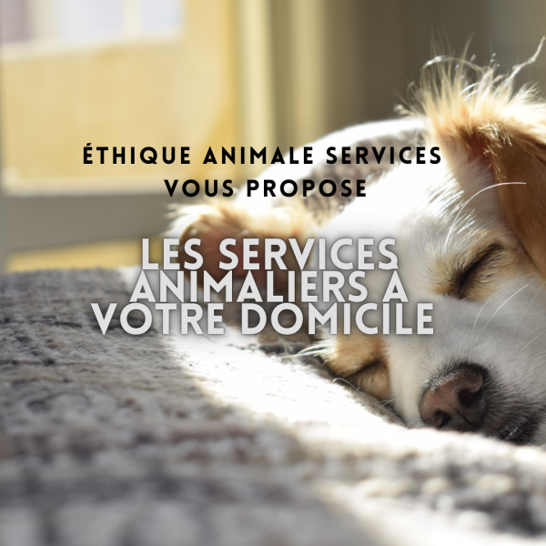 PET SITTER GARDE DE CHIEN A MON DOMICILE DOG WALKER PROMENEUR DE CHIEN ETHIQUE ANIMALE SERVICES FUVEAU AIX MARSEILLE PROVENCE PACA