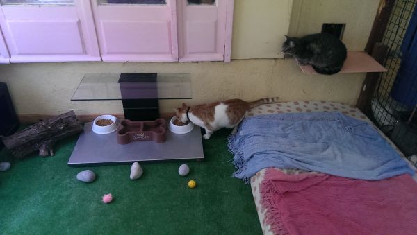 Pension pour chat garde de chat fuveau aix marseille aubagne toulon pertuis