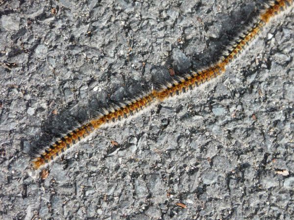 chenilles processionnaires alerte paca provence chiens chats animaux