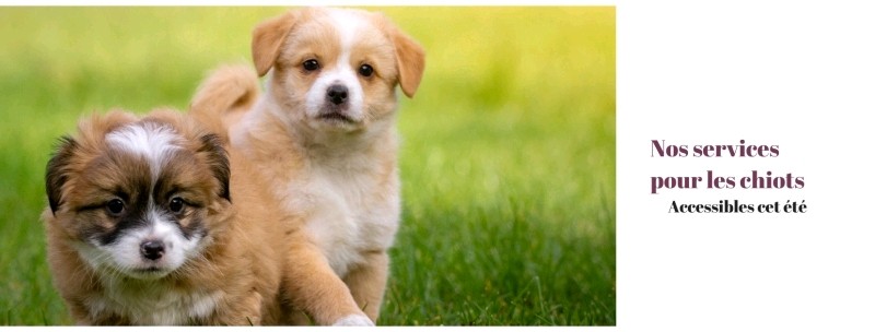 ethique animale fuveau pension éducation toilettage chiot rousset gardanne meyreuil