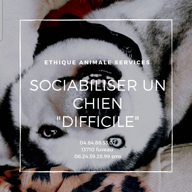 sociabiliser un chien agressif fuveau aix en provence socialisation chien difficile fuveau