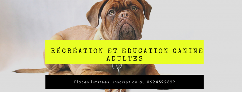 récréation pour chien adulte sociabilisation éducation canine positive