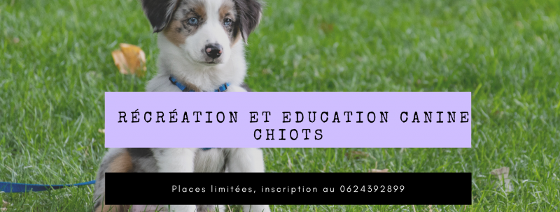 récréation pour chiots sociabilisation éducation canine positive fuveau gardanne gréasque