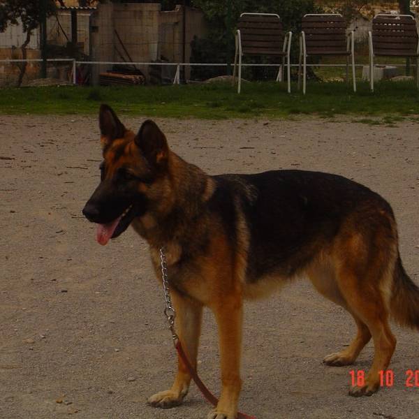 Naissance d'une portée de bergers allemands à Fuveau