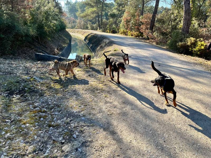 promenades collectives balades canine éducation canine socialisation sociabilisation chiot chien adulte