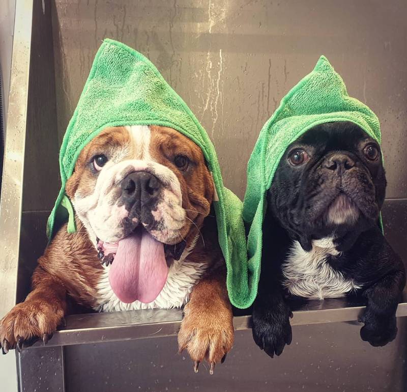 toilettage de plusieurs chiens vers fuveau gardanne