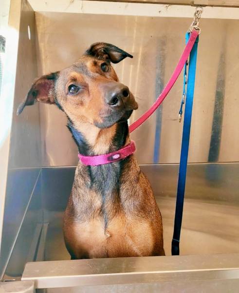 toilettage chien fuveau gardanne aix en provence