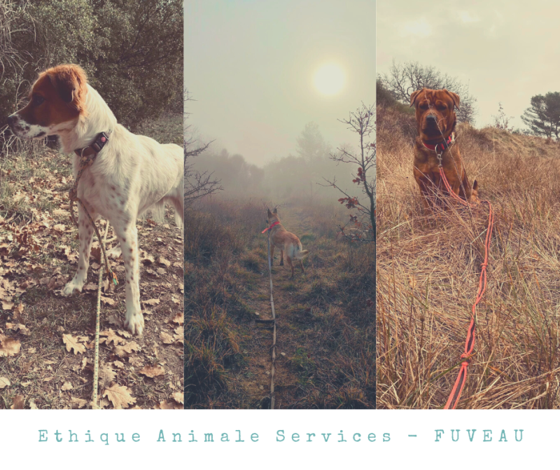 colonie de vacances pour chiens pet hotel petsitter chenil garde de chien en pension canine