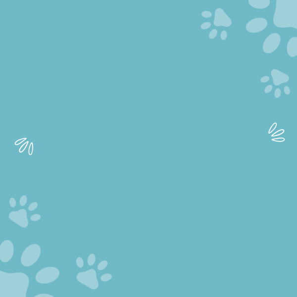 vente de jouets et accessoires pour chiens alimentation chien chiot pas cher