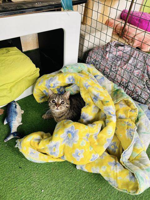 pension pour chats tout confort fuveau aix marseille ethique animale