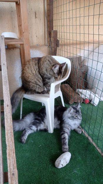 garde de chat pension chatterie fuveau aix marseille 