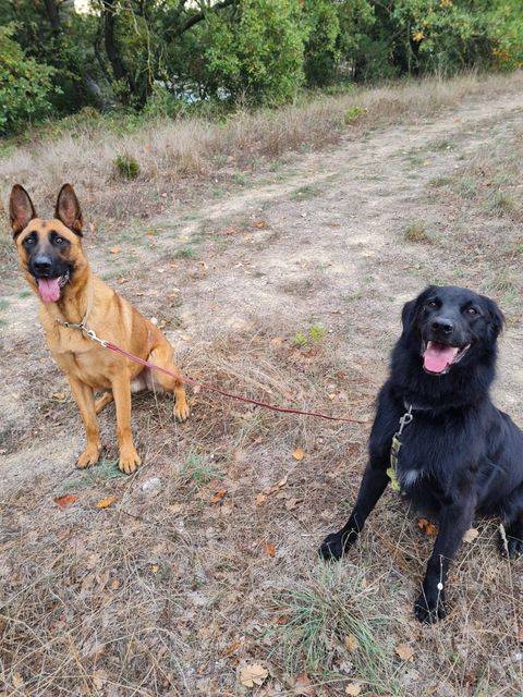 promenades de chiens liberté 