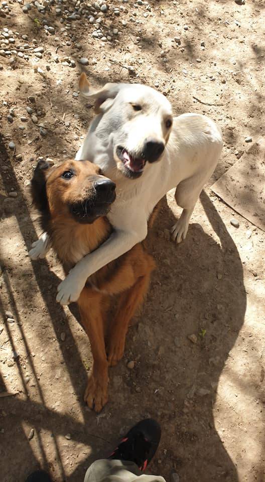 chenil garde de chien pro aix marseille pension canine ethique animale rossi