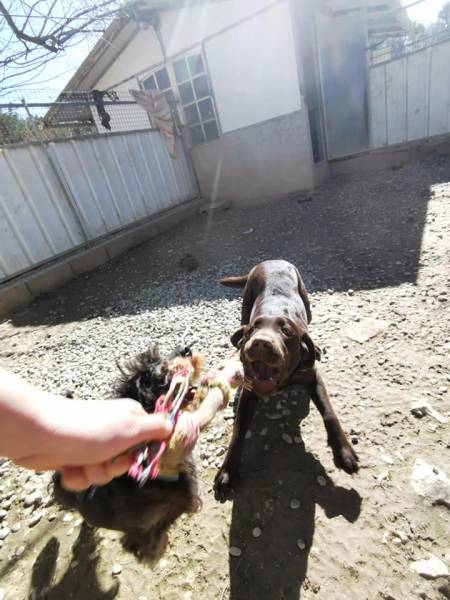 accessoires et alimentation pas chere pour chien provence paca fuveau aix marseille gardanne