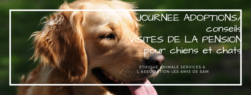journée adoption jpo pension chiens et chats vacances fuveau septembre 2019 les amis de sam aix en provence