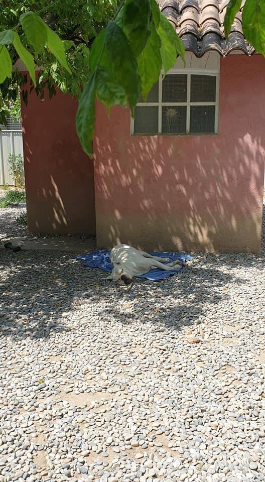 chenil garde de chien pro aix marseille pension canine ethique animale rossi