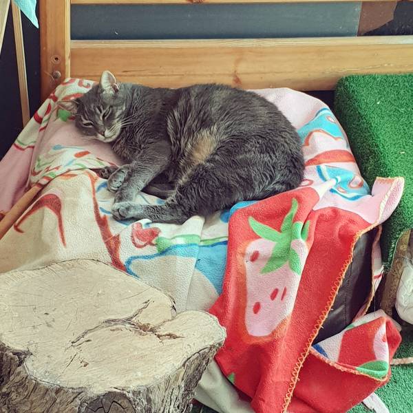 pension féline garde de chats entre aix et marseille ethique animale services