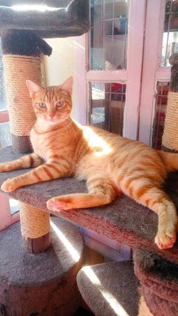 garde de chat en famille fuveau ethique animale aix marseille