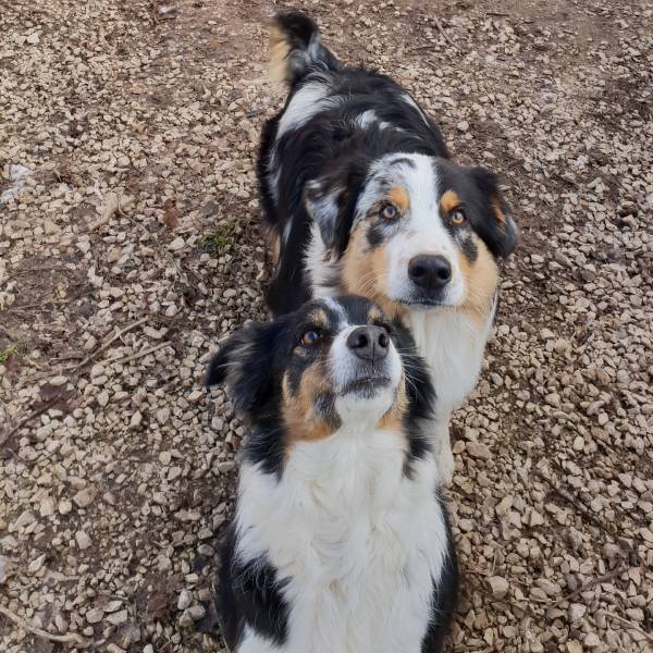 pension pour chiens chenil garde de chiens entre trets et les pennes mirabeau
