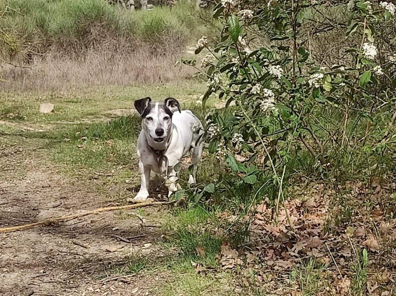 faire garder mon chien entre aix et marseille chenil pension canine garde de chien pet hotel garde petit chien 