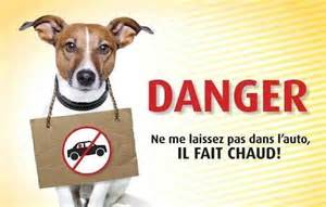 dangers chiens été les bons gestes