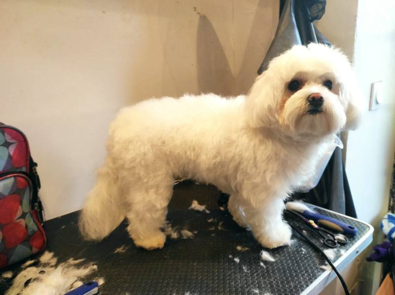 faire toiletter mon petit chien coupe tonte concours