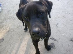 Cda cabries refuge chien 13 adoption chien chat marseille aix