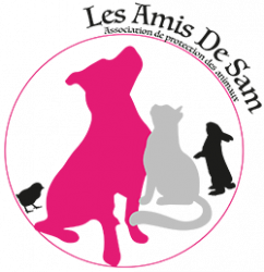 les amis de sam pension rossi fuveau aix marseille